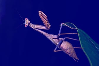 A light brown praying mantis poised on the end of a leaf